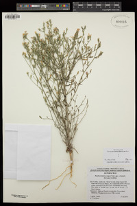 Stephanomeria exigua subsp. coronaria image