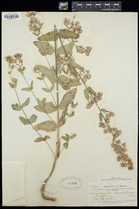 Brickellia betonicifolia image