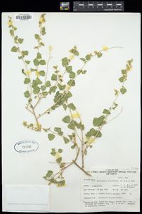 Brickellia californica image