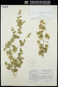 Brickellia californica image