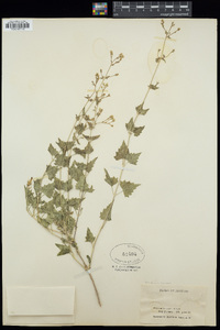 Brickellia coulteri image