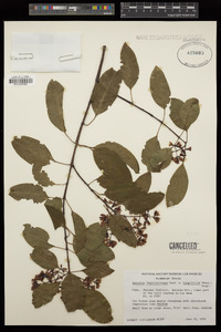 Santalum freycinetianum var. longifolium image