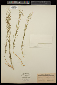 Image of Thesium linophyllum