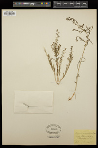 Image of Thesium ramosum