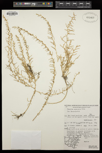 Image of Thesium australe