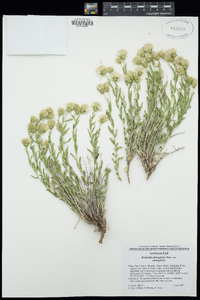 Brickellia oblongifolia image