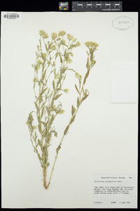 Brickellia oblongifolia image