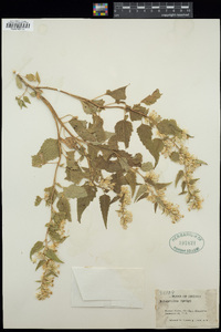 Brickellia rusbyi image