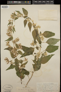 Brickellia rusbyi image