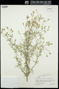 Brickellia venosa image