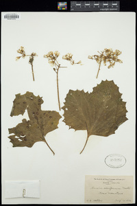 Adenostyles alpina image