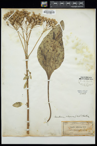 Arnoglossum plantagineum image