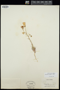 Calycoseris wrightii image