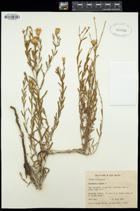 Acroptilon repens image