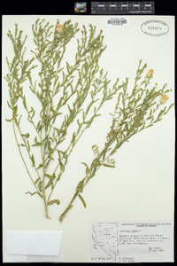 Rhaponticum repens image