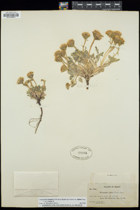 Chaenactis douglasii image