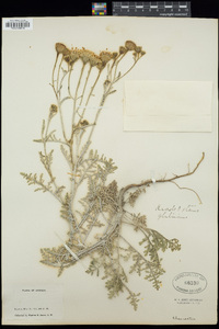 Chaenactis douglasii image