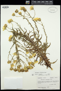 Chrysopsis lanuginosa image