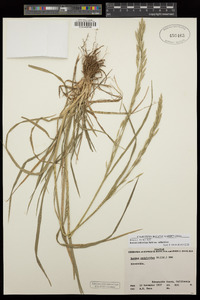 Bromus catharticus var. catharticus image