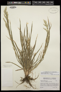 Bromus catharticus image