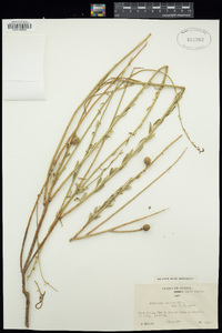 Image of Prunus arabica