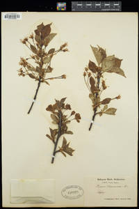 Prunus cerasus image