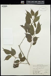 Prunus conadenia image