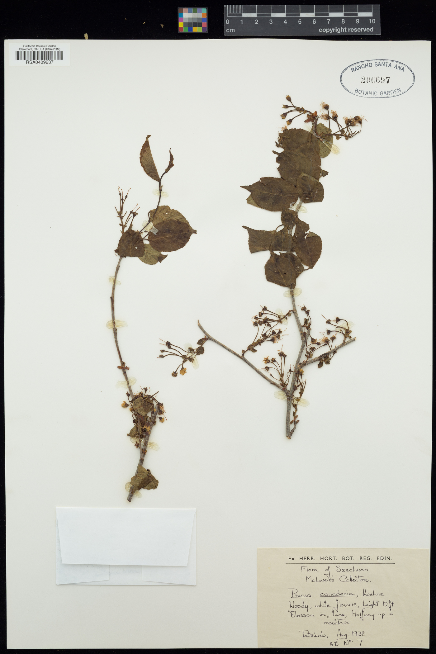 Prunus conadenia image