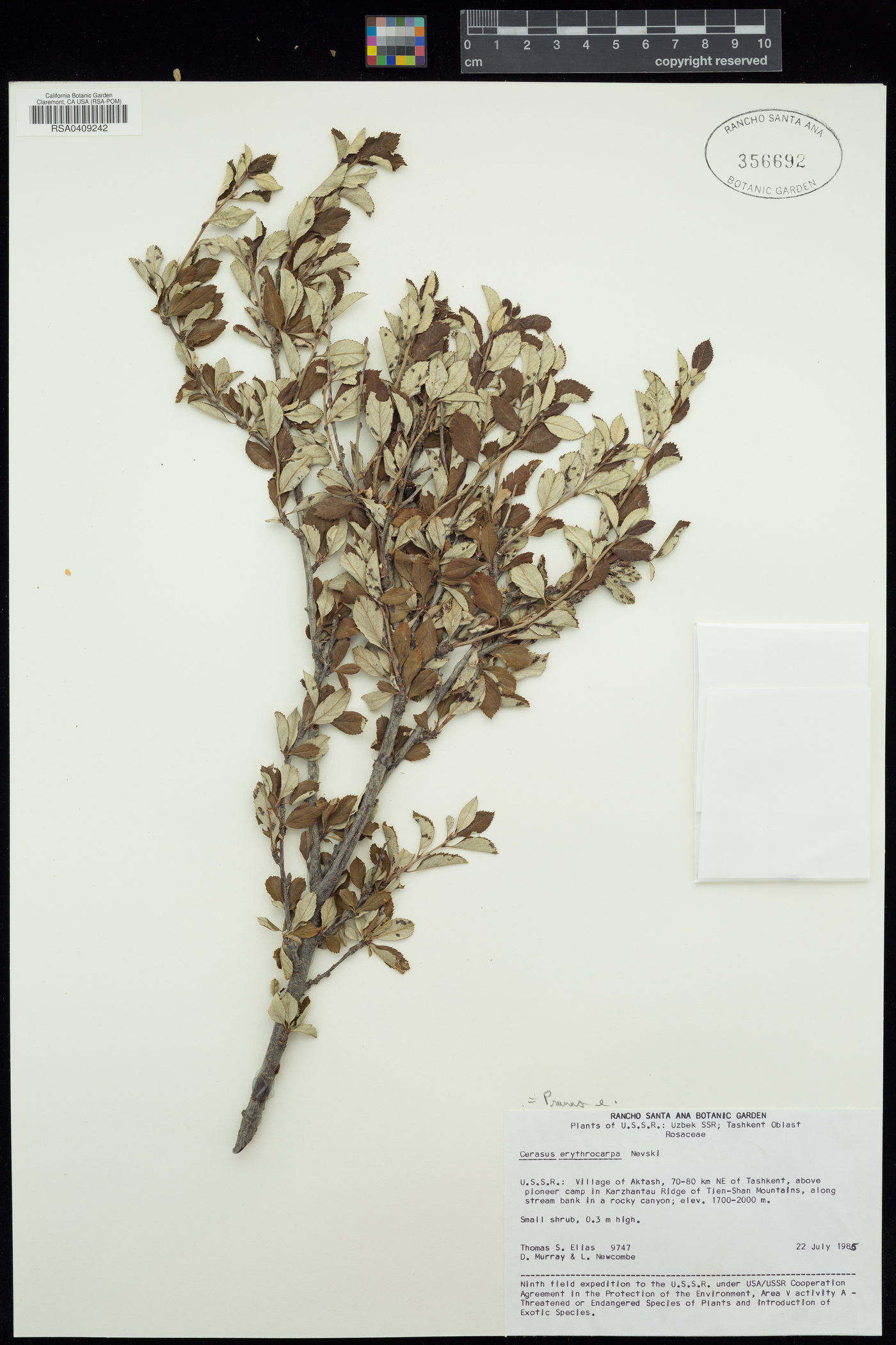 Prunus bifrons image