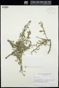Image of Prunus mongolica
