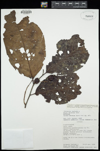 Prunus herthae image
