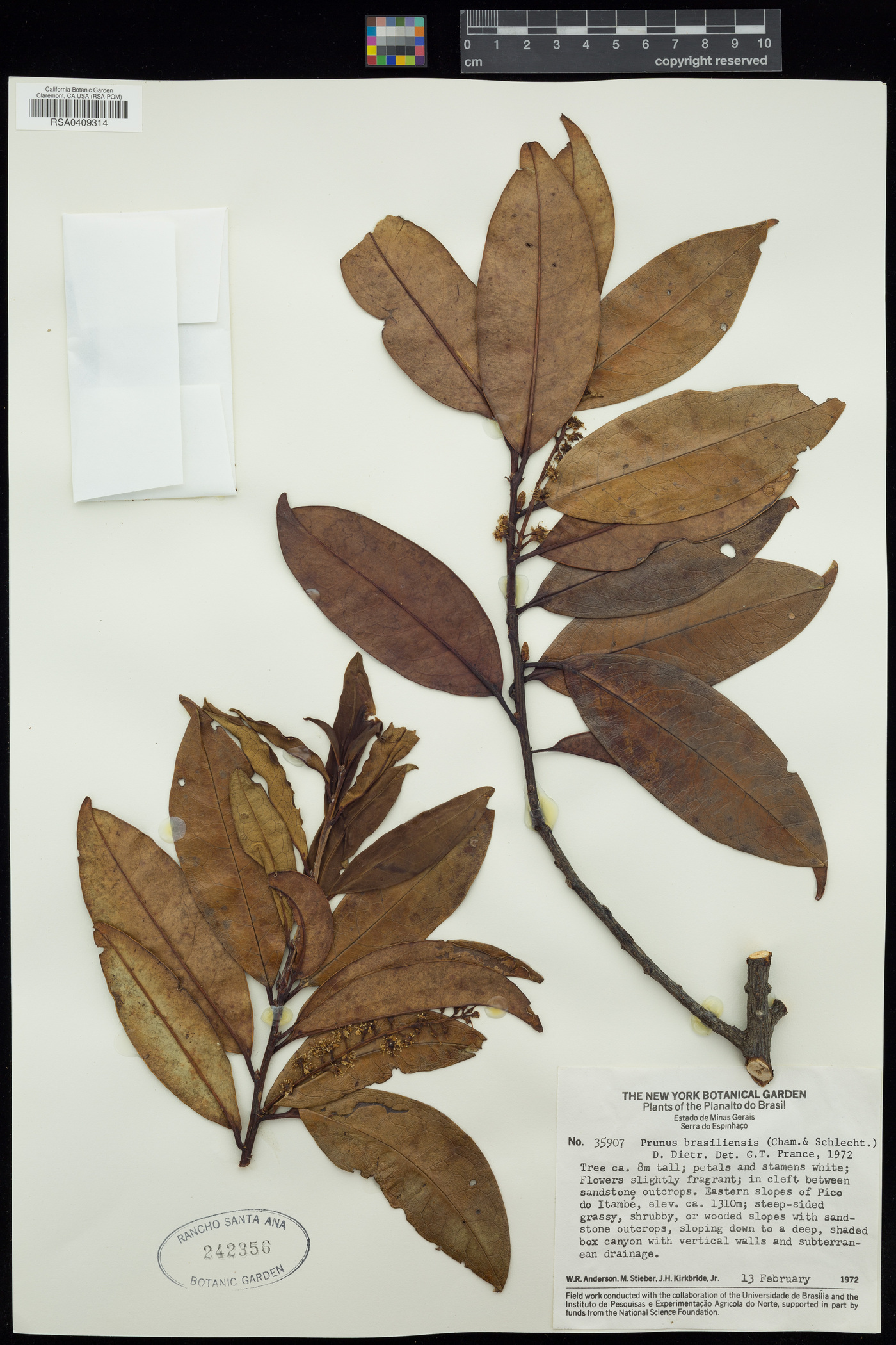 Prunus brasiliensis image