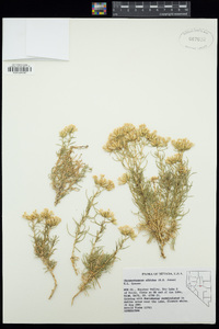 Ericameria albida image