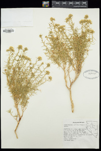 Ericameria albida image