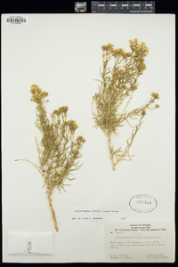 Ericameria albida image