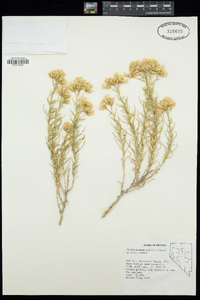 Ericameria albida image