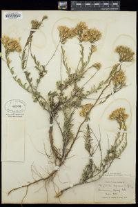 Chrysothamnus depressus image