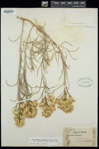 Ericameria nauseosa var. nauseosa image