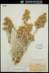 Ericameria nauseosa var. oreophila image