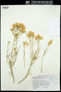 Ericameria nauseosa var. oreophila image