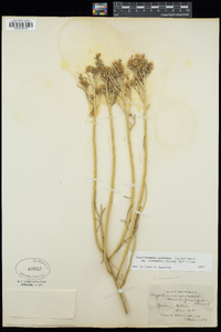 Ericameria nauseosa var. oreophila image