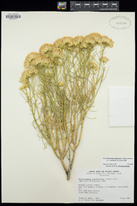 Ericameria nauseosa var. oreophila image