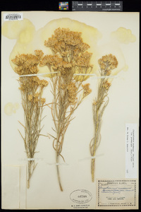 Ericameria nauseosa image