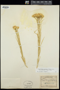 Ericameria nauseosa var. graveolens image