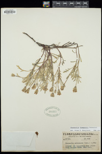Chaenactis thompsonii image