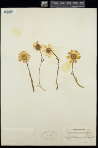 Chrysanthemum arcticum image