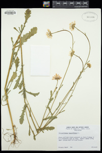 Leucanthemum vulgare image