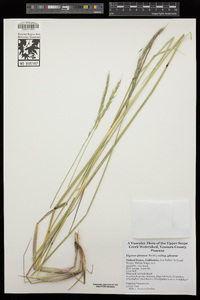Elymus glaucus subsp. glaucus image