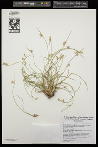 Juncus mexicanus image