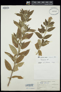 Stachys aspera image